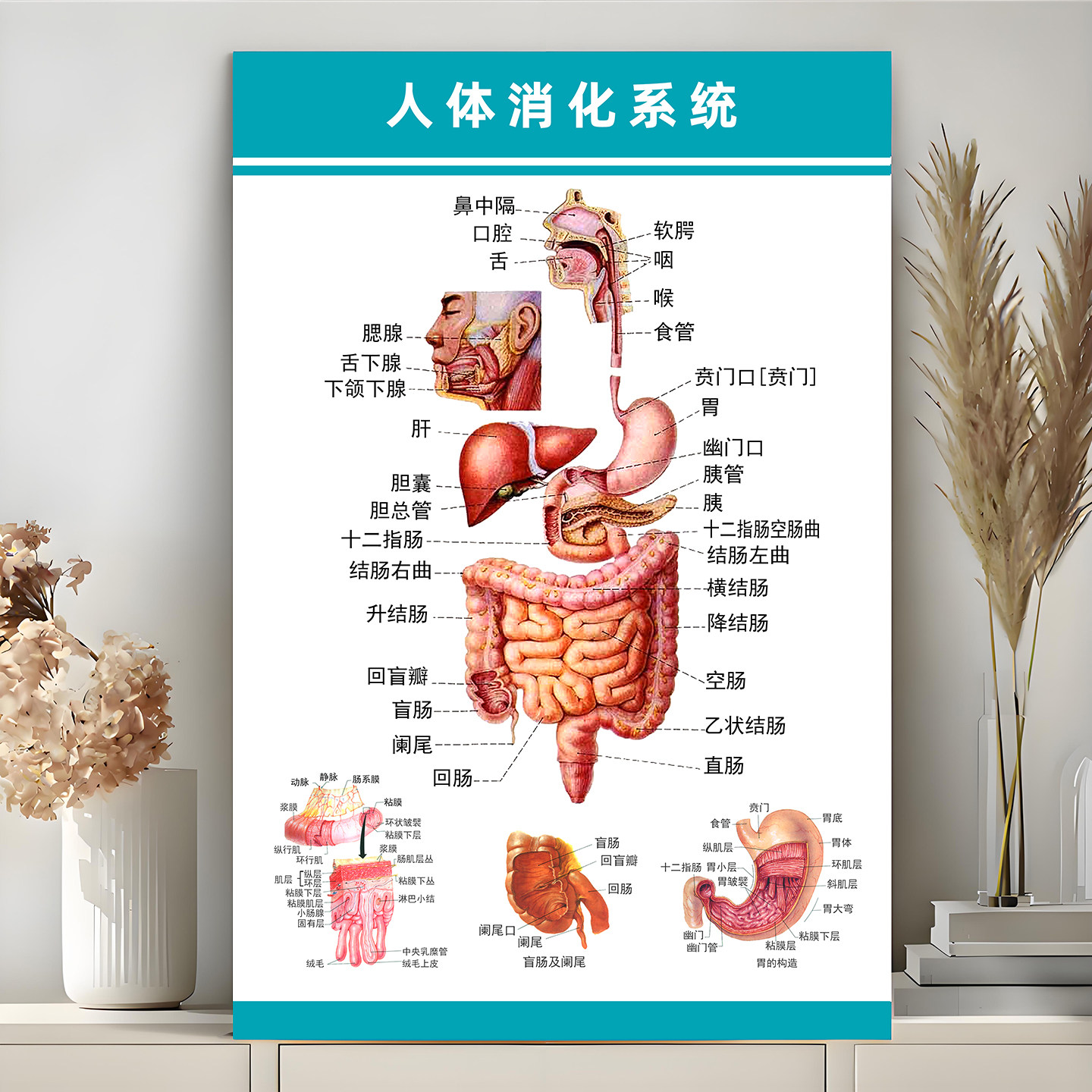 人体系统彩色解剖挂图消化系统结构示意图内脏器官医学宣传海报