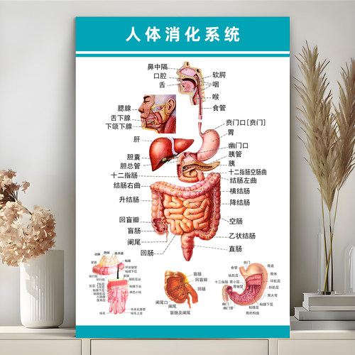 人体消化系统结构示意图海报