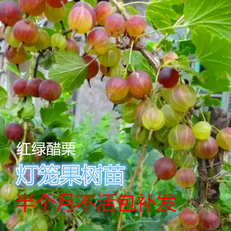 灯笼果树苗红绿醋栗苗南北方庭院盆栽四季易活当年结果山野果树苗