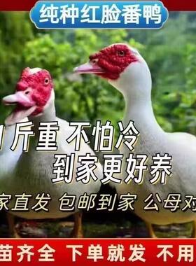 白番鸭苗活体正宗大种红脸番鸭苗鸳鸯鸭非洲雁西洋鸭滕鸭苗火鸭子