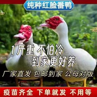 白番鸭苗活体正宗大种红脸番鸭苗鸳鸯鸭非洲雁西洋鸭滕鸭苗火鸭子