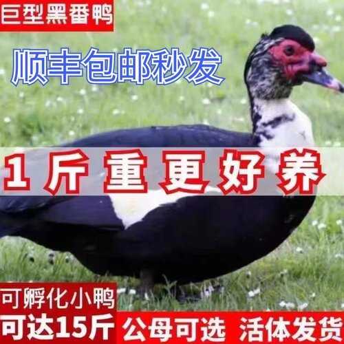 一斤黑番鸭苗活体正宗大种红脸番鸭鸳鸯鸭非洲雁西洋鸭滕鸭火鸭子