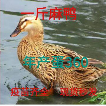 麻鸭活苗绿壳蛋鸭苗活鸭苗小鸭子活苗麻鸭苗下蛋鸭活苗半大鸭包活