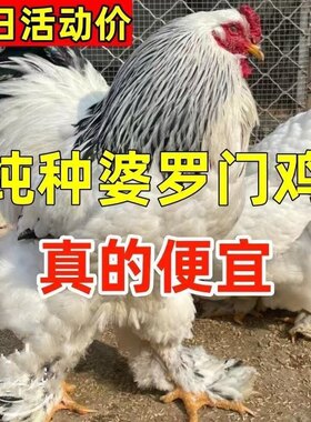 网红巨型婆罗门鸡脱温鸡正宗梵天鸡活苗大型进口观赏鸡大体梵天鸡