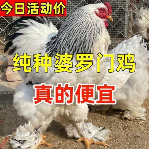 网红巨型婆罗门鸡脱温鸡正宗梵天鸡活苗大型进口观赏鸡大体梵天鸡