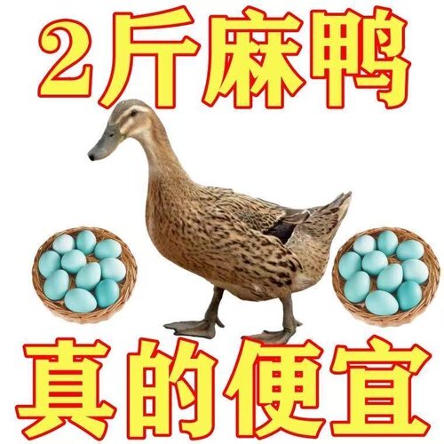 二斤麻鸭绿壳蛋鸭快下蛋麻鸭双蛋黄活鸭脱温麻鸭水鸭土鸭活苗金锭