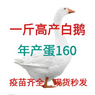 鹅活苗蛋鹅苗大种白鹅苗皖西鹅三花鹅四季鹅百子产蛋鹅杂交鹅活体