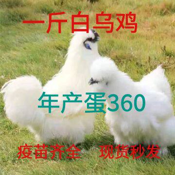 脱温白凤乌鸡活苗鸡苗活白乌骨鸡苗泰和乌鸡苗白凤活鸡青年鸡半大