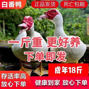 一斤白番鸭苗活体正宗大种红脸番鸭鸳鸯鸭非洲雁西洋鸭滕鸭火鸭