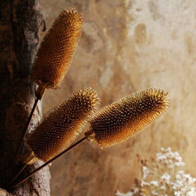 干花插花材料森系天然原生态植物果实家装店面装饰品陈列 拉毛果