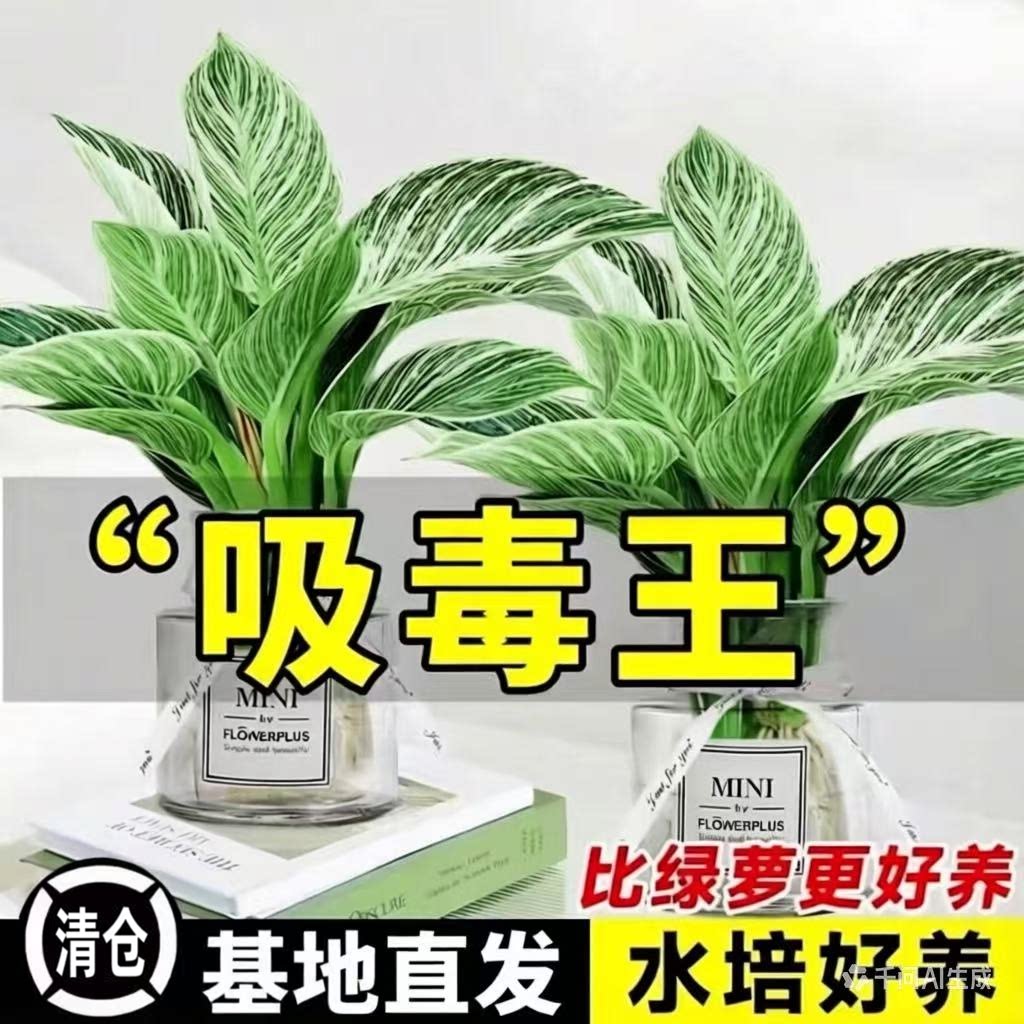 水培土培铂金钻绿公主盆栽图片