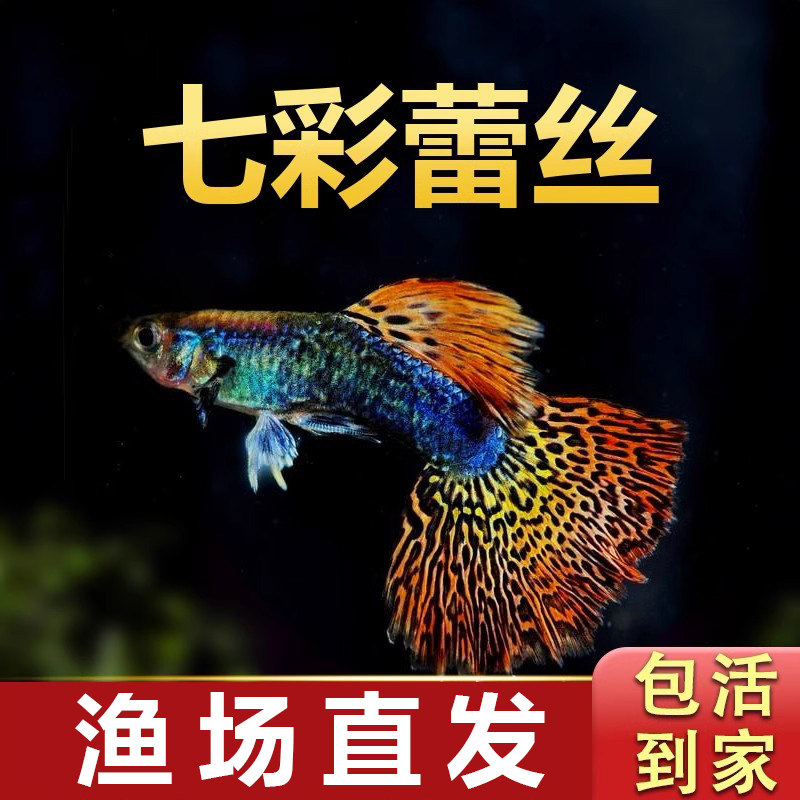 七彩蕾丝孔雀鱼热带淡水活体观赏宠物小型红绿灯群游鱼苗灯科鱼