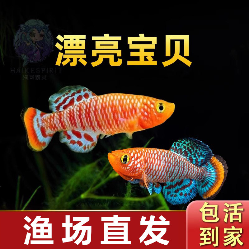 漂亮宝贝鳉漂亮的宝贝鱼贡氏圆尾鳉科鱼热带观赏鱼淡水小型鱼活体