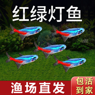 红绿灯小型灯科鱼孔雀鱼热带观赏鱼淡水宝莲灯鱼活体斑马鱼群游鱼