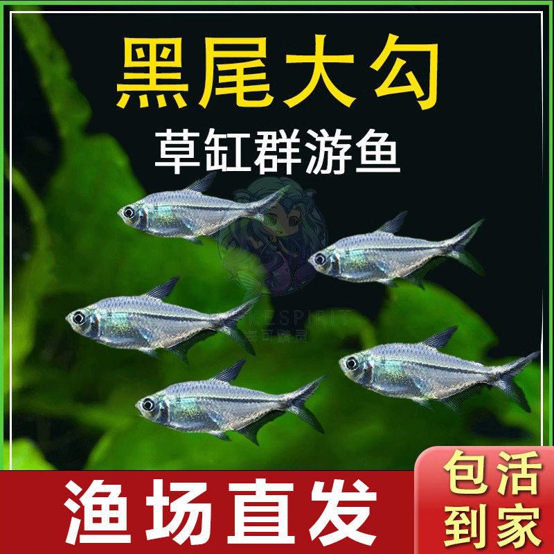 黑尾大勾群游鱼红绿灯斑马孔雀鱼