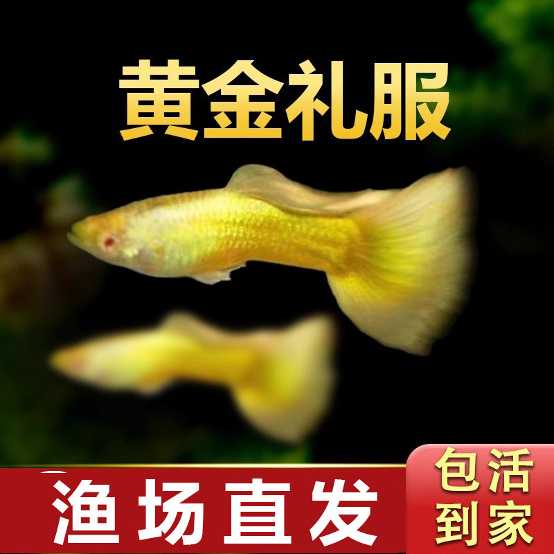 黄金礼服孔雀鱼淡水好养耐活耐养斑马鱼苗凤尾热带观赏鱼活体小鱼