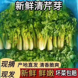 云南高原水果清芹芽生吃新鲜水果芹菜西芹当季蔬菜现采现发绿青菜