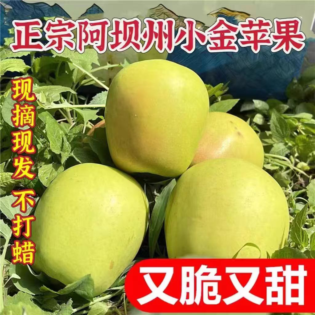 小金苹果青苹果阿坝州新鲜水果