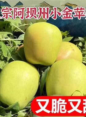 小金苹果青苹果阿坝州新鲜水果