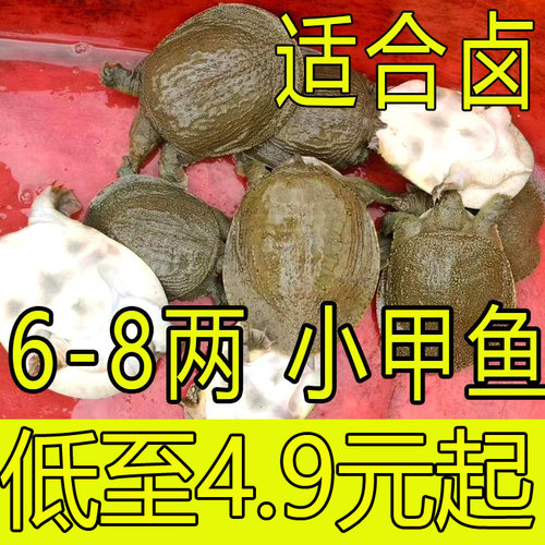 【养殖 卤味 两用】鲜活食用小甲鱼活体苗小中华鳖苗水鱼团鱼王八