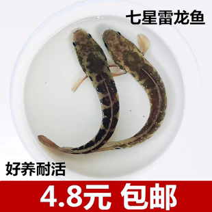 七星鱼苗淡水养殖山斑花珍珠雷龙贵州蛇鱼月鳢冷水观赏鱼金鱼包邮