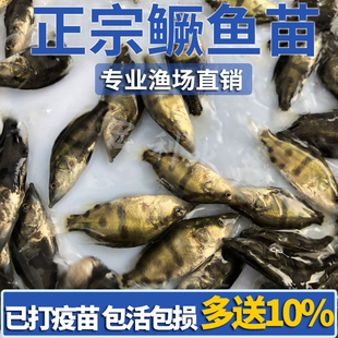 鳜鱼苗桂花鱼苗淡水养殖食用翘嘴鳜大眼鳜斑鳜鱼肉食活体鲈鱼鱼苗