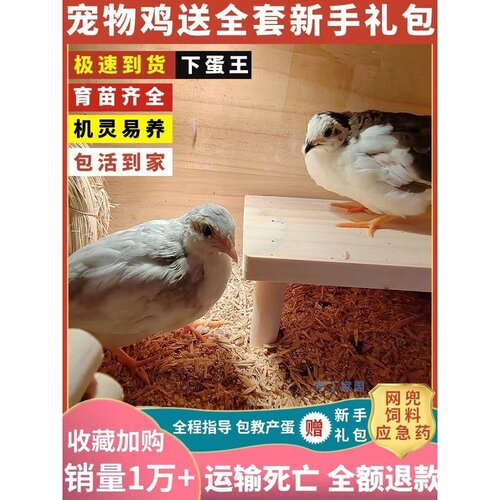网红宠物鸡活物观赏鸡活体全色系迷你宠物50-60天成年下蛋鸡包邮