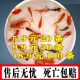 金鱼活体草金鱼活体锦鲤活鱼冷水观赏鱼闯缸鱼活体饲料鱼国粹 包邮