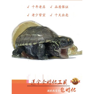 可孵化乌龟蛋套装受精蛋水族宠物巴西锦龟火焰体验孵化乐趣包出壳