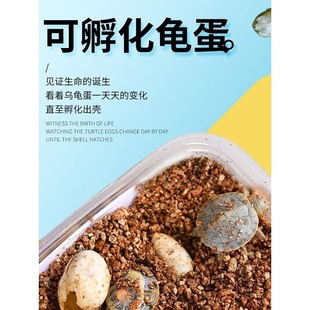 乌龟蛋可孵化宠物草龟巴西龟活物小乌龟受精蛋可孵化儿童DIY套装