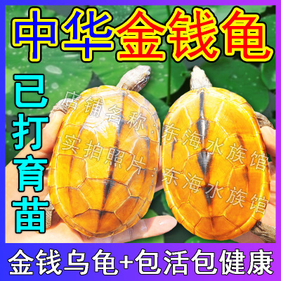 纯种金钱龟玩具招财龟中华草龟深水龟吃菜龟观赏黄金龟小乌龟活物