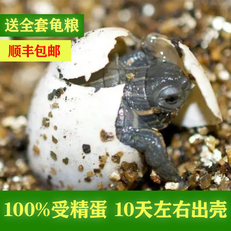 乌龟蛋可孵化套装草龟儿童宠物乌龟diy魔盒受精蛋探索生命