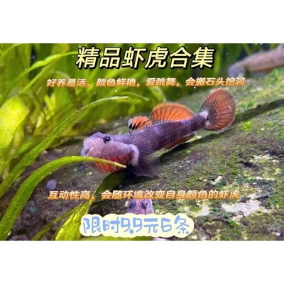 原生鱼广西黄唇溪吻白面虾虎鱼高帆褐吻李氏淡水耐活新红吻观赏鱼