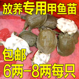 小甲鱼苗鲜活体食用公母小外塘放养中华鳖苗套养散养垂钓卤味麻辣