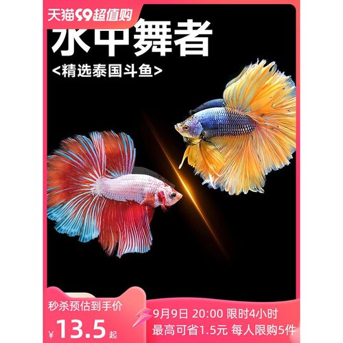 斗鱼观赏鱼马尾狮王半月小鱼活淡水好养耐活小型热带鱼泰国斗鱼苗