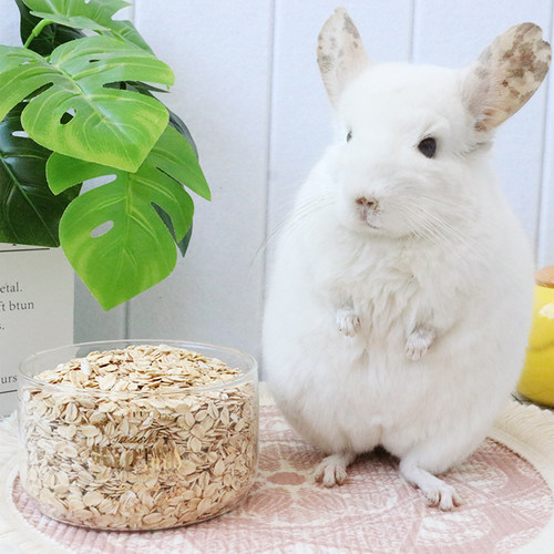 生燕麦片龙猫无法抗拒的美食高蛋白零食补充膳食纤维增肥长肉 - 封面