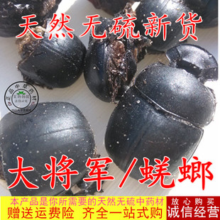 蜣螂虫50克中药材屎壳郎粉圣甲虫蜣螂推车虫正品清水大将军粉优质