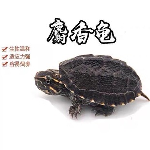 外塘冷水麝香龟苗入门蛋龟深水龟小乌龟活体物鱼缸混养宠物小型龟