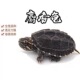 外塘冷水麝香龟苗入门蛋龟深水龟小乌龟活体物鱼缸混养宠物小型龟