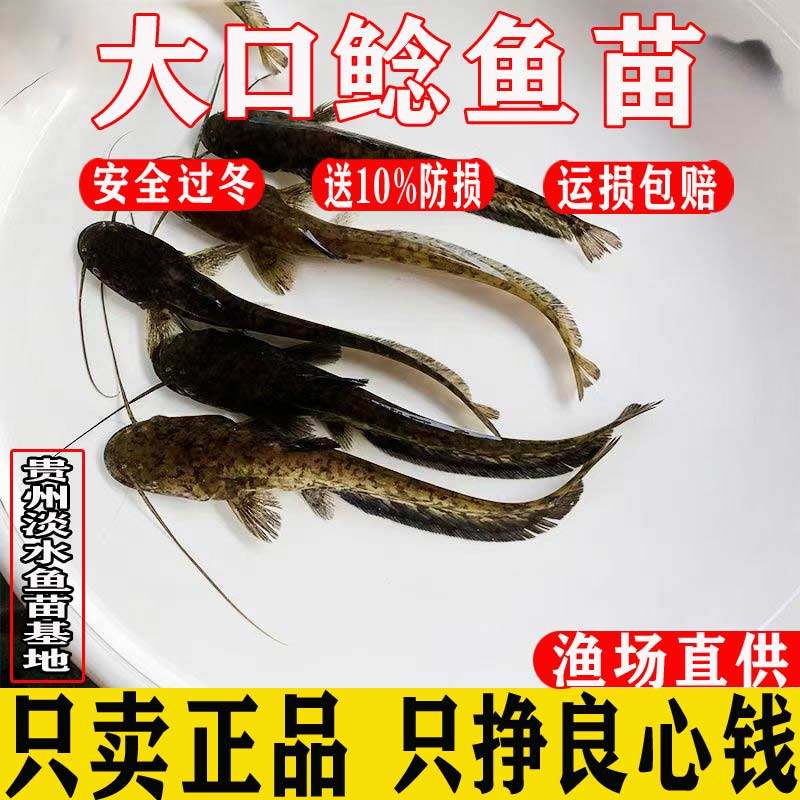 正宗大口鲶鱼淡水养殖可食用二须鲶凶猛观赏鱼大型冷水南方胡子鲶,宠物/宠物食品及用品,鱼,淘宝优惠券,粉丝福利购,淘宝优惠卷