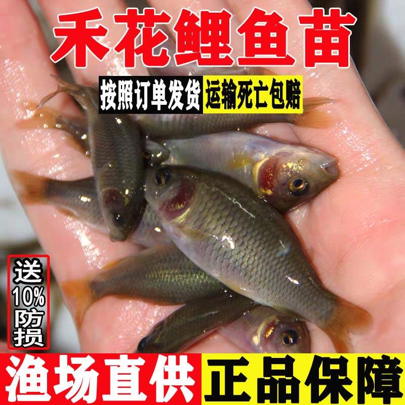 禾花鲤鱼苗荷花鲤禾花乌鲤稻田淡水养殖可食用鱼渔场直发包邮批发