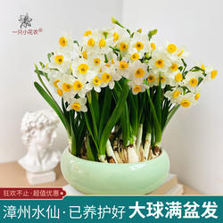 漳州水仙花种球含盆陶瓷盆水培盆栽水养单瓣重瓣复瓣已养护春节