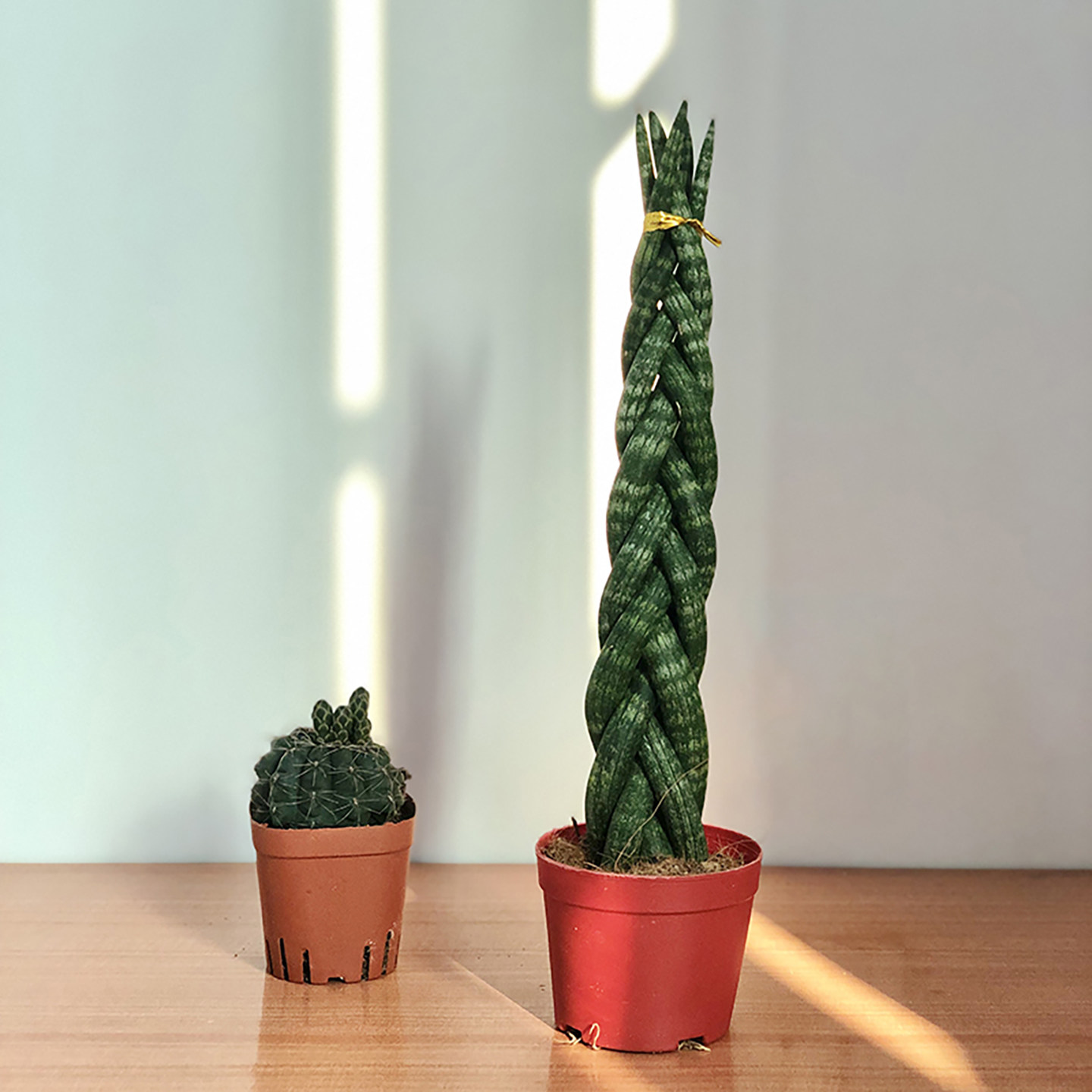 棒叶虎皮兰佛前香虎尾兰绿植植物盆栽原土盆客厅室内耐旱吸甲醛