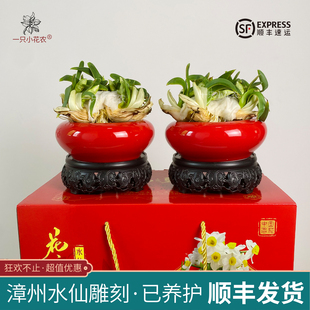 花王雕刻好养护好矮化漳州水仙花种球水培礼盒装送礼单瓣年宵花