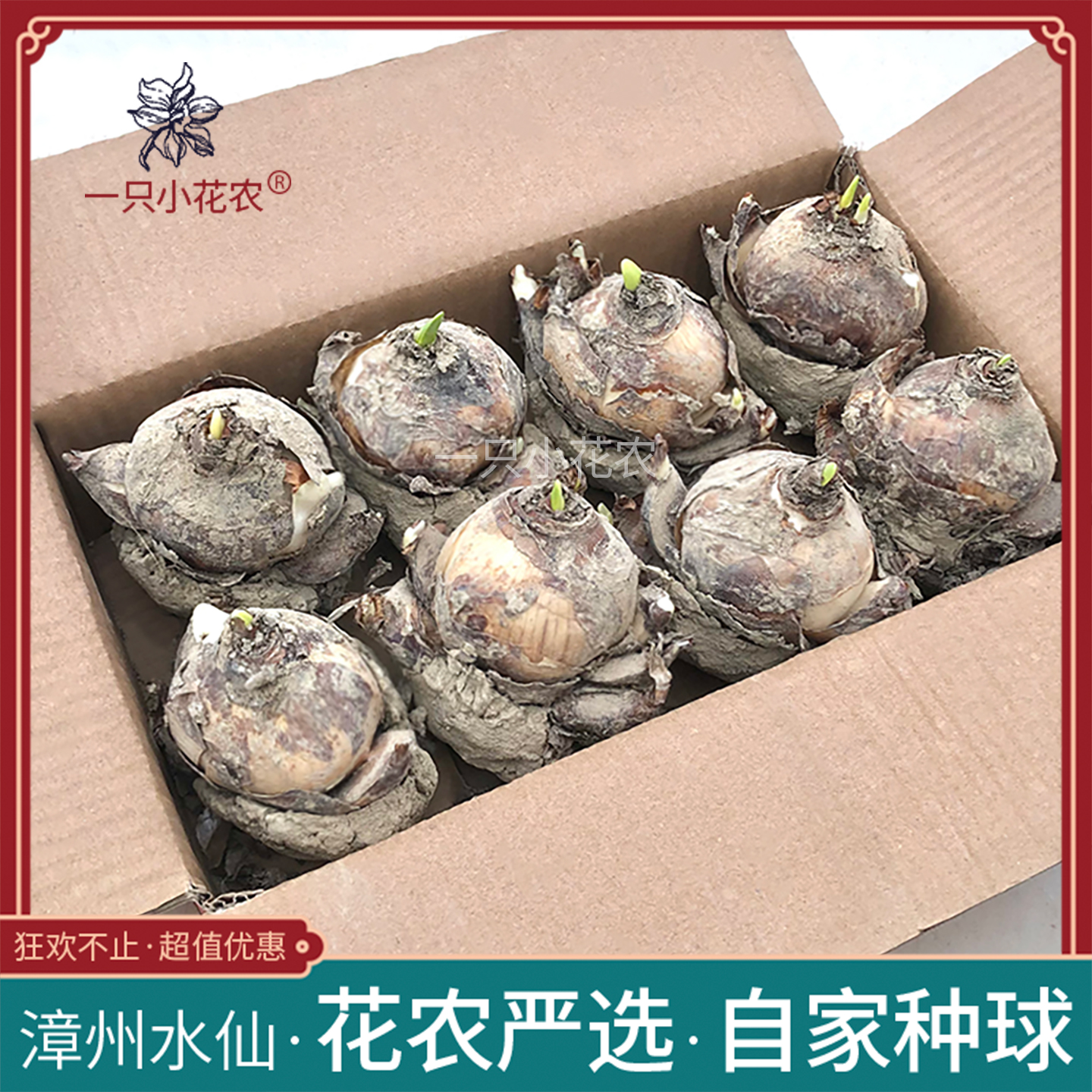 花农严选自家漳州水仙花种球