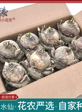 一只小花农漳州水仙花种球水培盆栽水养室内重瓣复瓣单瓣冬季农户