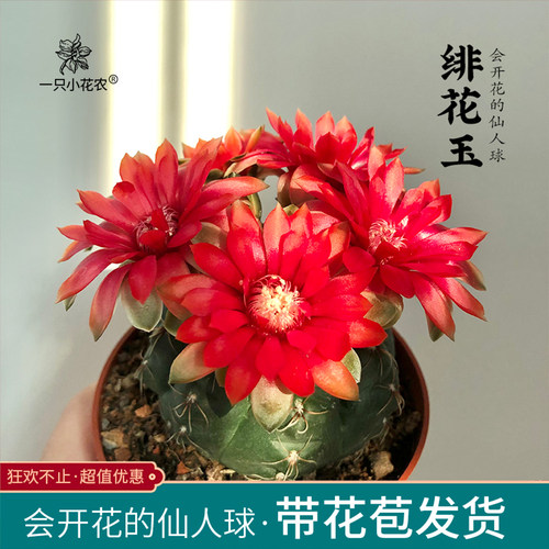 会开花的仙人球绯花玉开花机器