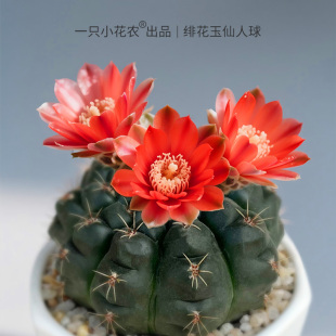 绯花玉仙人球盆栽开花多肉植物带花苞室内陶瓷盆绿植仙人掌桌面