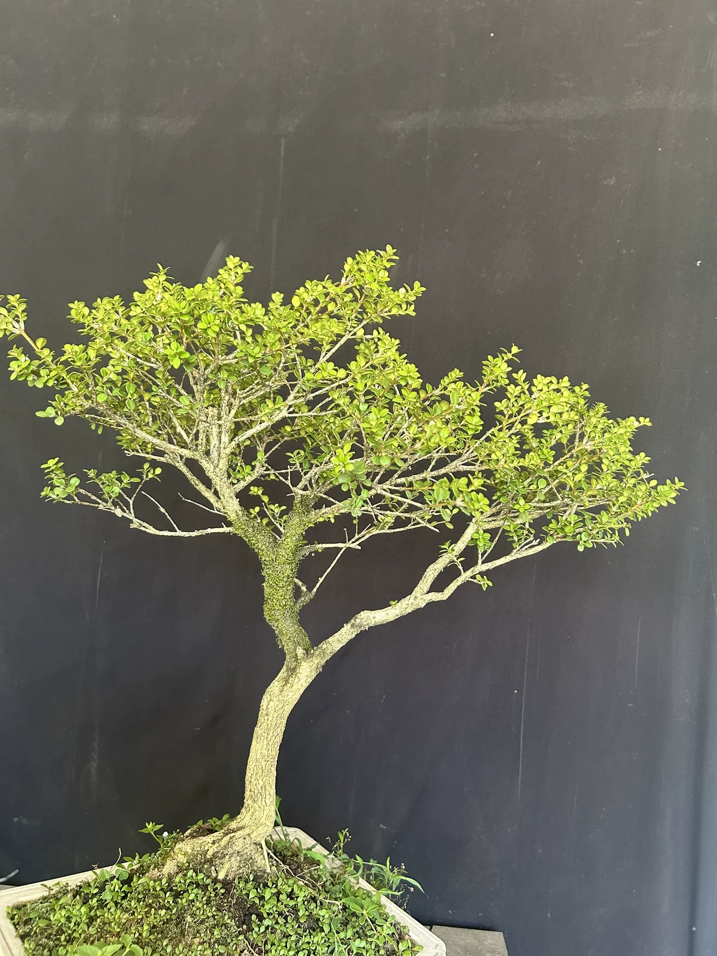 安徽万佛山珍珠黄杨老桩桌面阳台庭院盆栽四季不落叶冬天红叶包邮