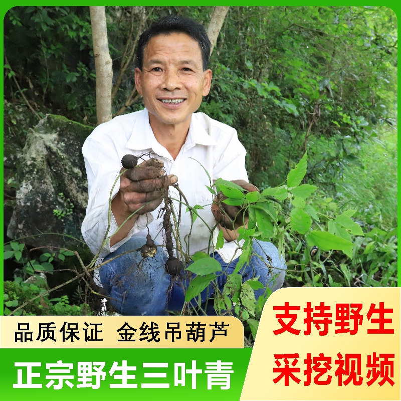 深山野生三叶青根中药材新鲜晒干金线吊葫芦500g丝线吊金钟石老鼠